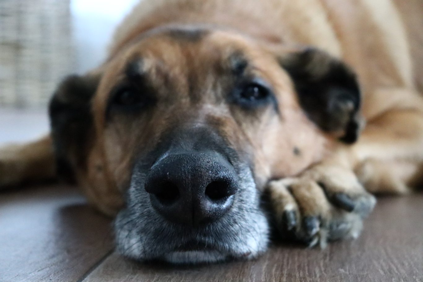 Ein großer, brauner Hund mit traurigem Blick liegt entspannt auf dem Boden.